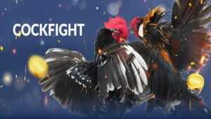 Tìm hiểu về cựa gà đá và những loại cựa nổi bật nhất 13 Cựa gà đá