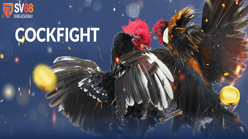 Tìm hiểu về cựa gà đá và những loại cựa nổi bật nhất 11 Cựa gà đá