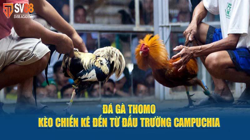 Tìm Hiểu Về Luật Đá Gà Thomo Và Nguyên Tắc Vàng 13 Đá Gà Thomo