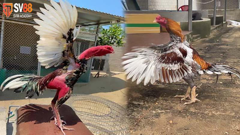 Mẹo nuôi gà mau tới pin giúp người chơi chiến đấu hiệu quả 9 Nuôi gà mau tới pin