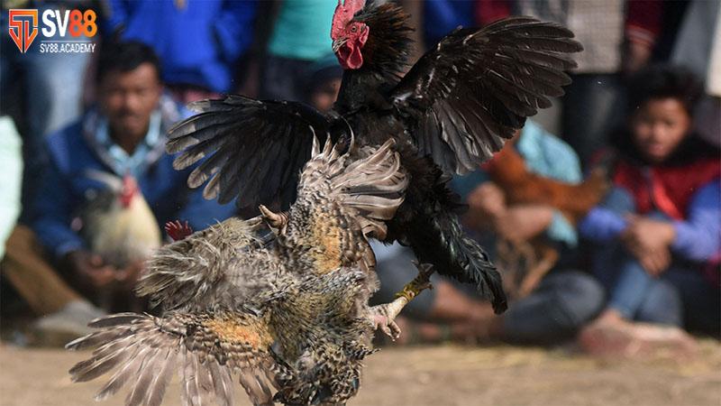 Tìm Hiểu Phương Pháp Vô Mồi Cho Gà Đá Tăng Sức Chiến Đấu 7 Cách vô mồi cho gà đá khỏe mạnh